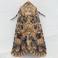 Aseptis catalina