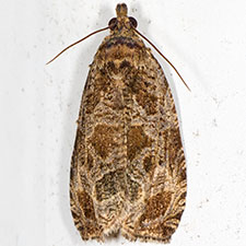 Olethreutes sciotana