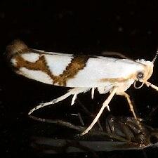 Argyresthia oreasella