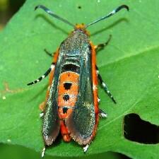 Eichlinia cucurbitae