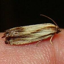 Eucosma radiatana