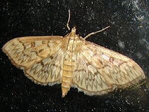 Herpetogramma pertextalis