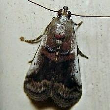 Acrobasis tumidulella