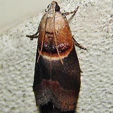 Acrobasis demotella