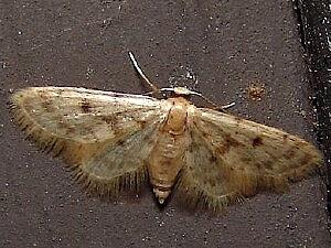 Idaea bonifata