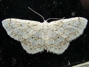 Idaea obfusaria