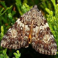 Catocala lineella