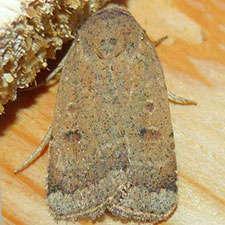 Abagrotis benjamini