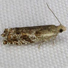 Epinotia solicitana