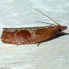 Epinotia septemberana