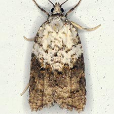 Acleris braunana