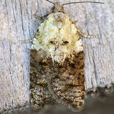 Acleris braunana