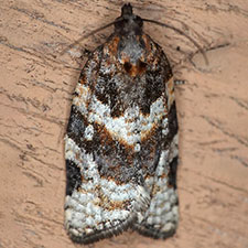 Argyrotaenia occultana