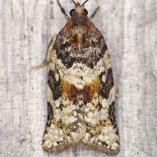 Argyrotaenia occultana