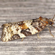 Argyrotaenia occultana