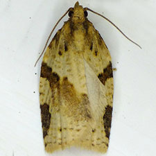 Clepsis spectrana