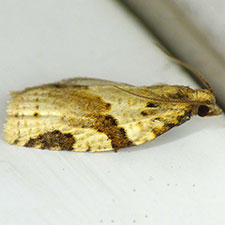 Clepsis spectrana