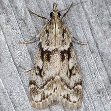 Eudonia vivida