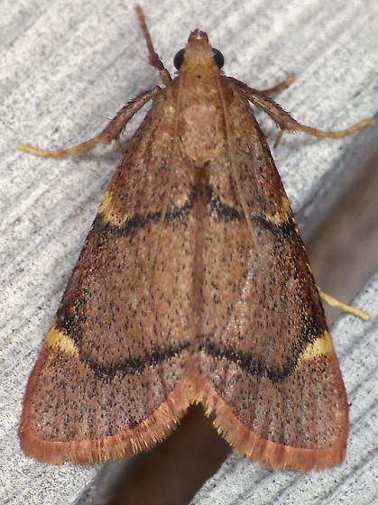 Hypsopygia thymetusalis