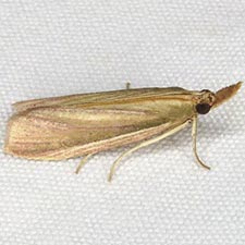 Peoria gematella