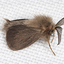 Basicladus tracyi
