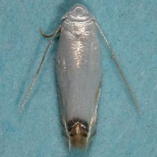 Leucoptera erythrinella