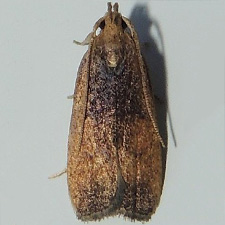 Glyphidocera democratica