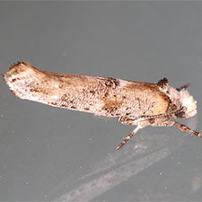 Zelleria ochroplagiata