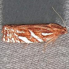 Choristoneura argentifasciata