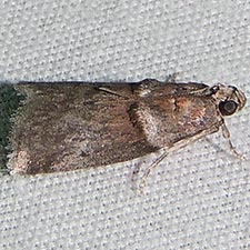 Acrobasis texana