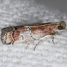 Salebriaria fergusonella