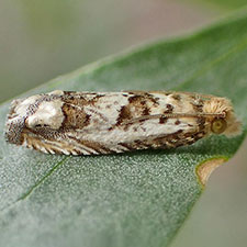 Eucosma patagoniana