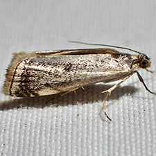 Microcrambus polingi