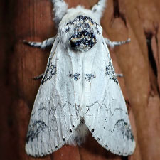 Furcula nivea