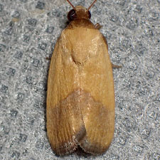 Ponometia bicolorata