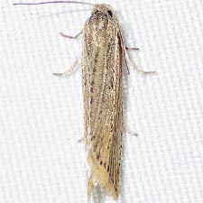 Eucosma ambodaidaleia