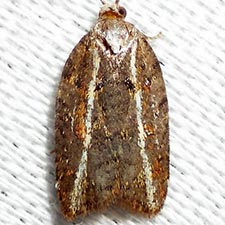 Acleris variana