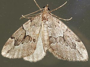 Thera juniperata