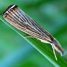 Agriphila vulgivagellus