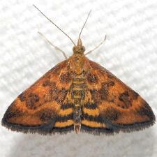 Pyrausta subsequalis