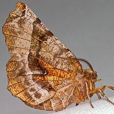 Selenia kentaria