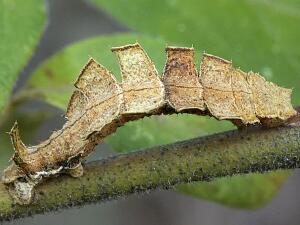 Dichorda iridaria