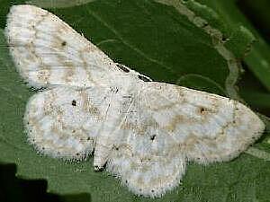 Idaea obfusaria