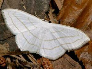 Scopula ordinata