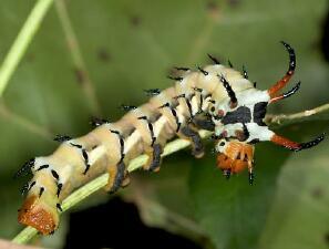 Citheronia regalis