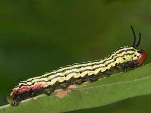 Dryocampa rubicunda