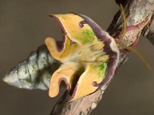 Actias luna