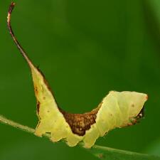 Furcula borealis