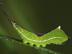 Americerura scitiscripta