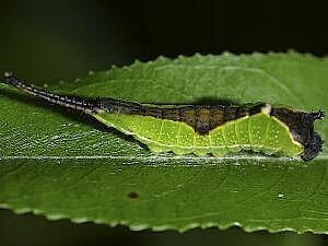 Americerura scitiscripta